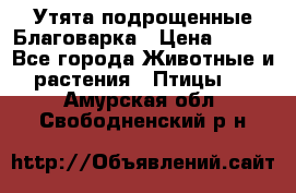 Утята подрощенные Благоварка › Цена ­ 100 - Все города Животные и растения » Птицы   . Амурская обл.,Свободненский р-н